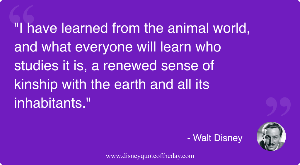 Quote by Walt Disney, "I have learned from the..."